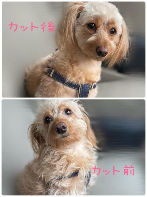 添付画像