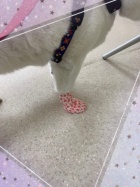 京都人妻デリヘル倶楽部