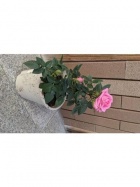 京都回春性感マッサージ倶楽部