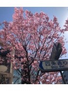 京都デリヘル倶楽部