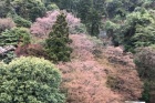 京都デリヘル倶楽部