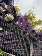 京都ホテヘル倶楽部